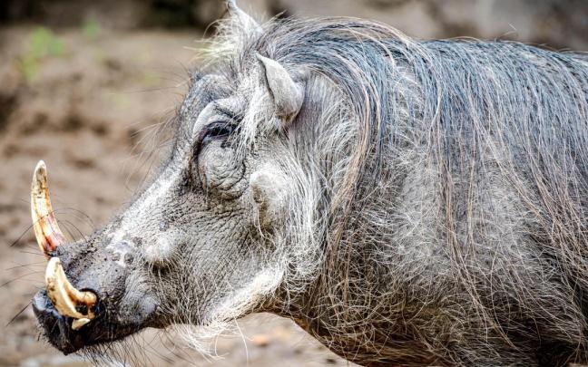 Imagen de archivo de un jabalí.