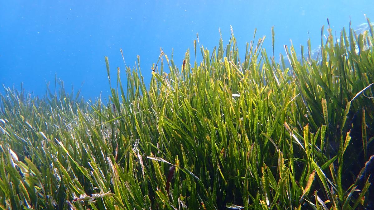 La Posidonia oceanica es una especie endémica del mar Mediterráneo y juega un papel fundamental en el mantenimiento de la biodiversidad del ecosistema.