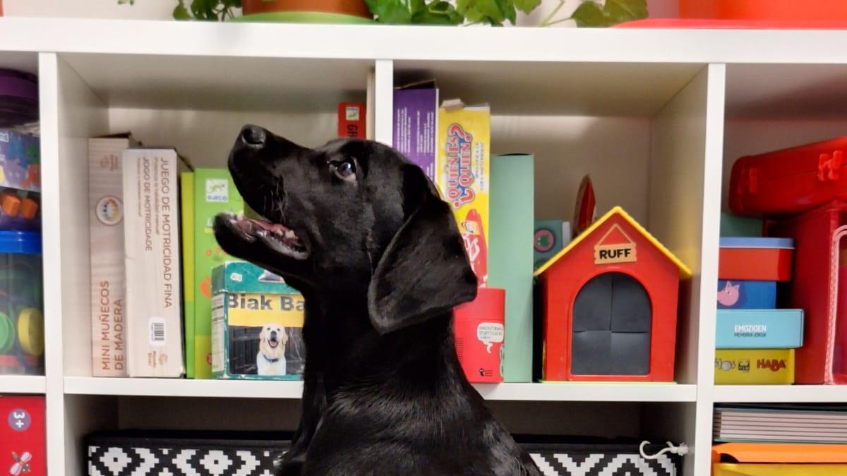 Oneka, cachorra en entrenamiento