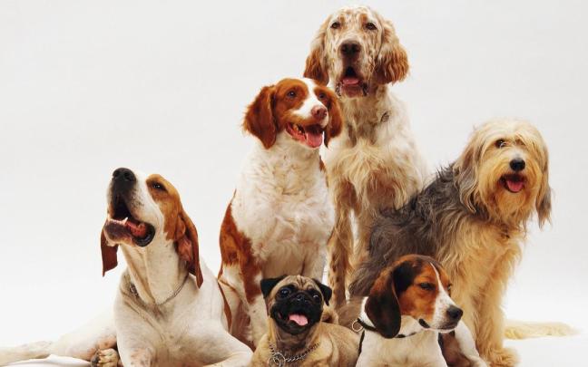 Varias razas de perros. Varias razas de perros.