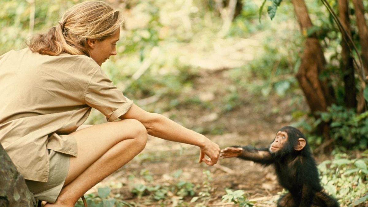 Jane Goodall.