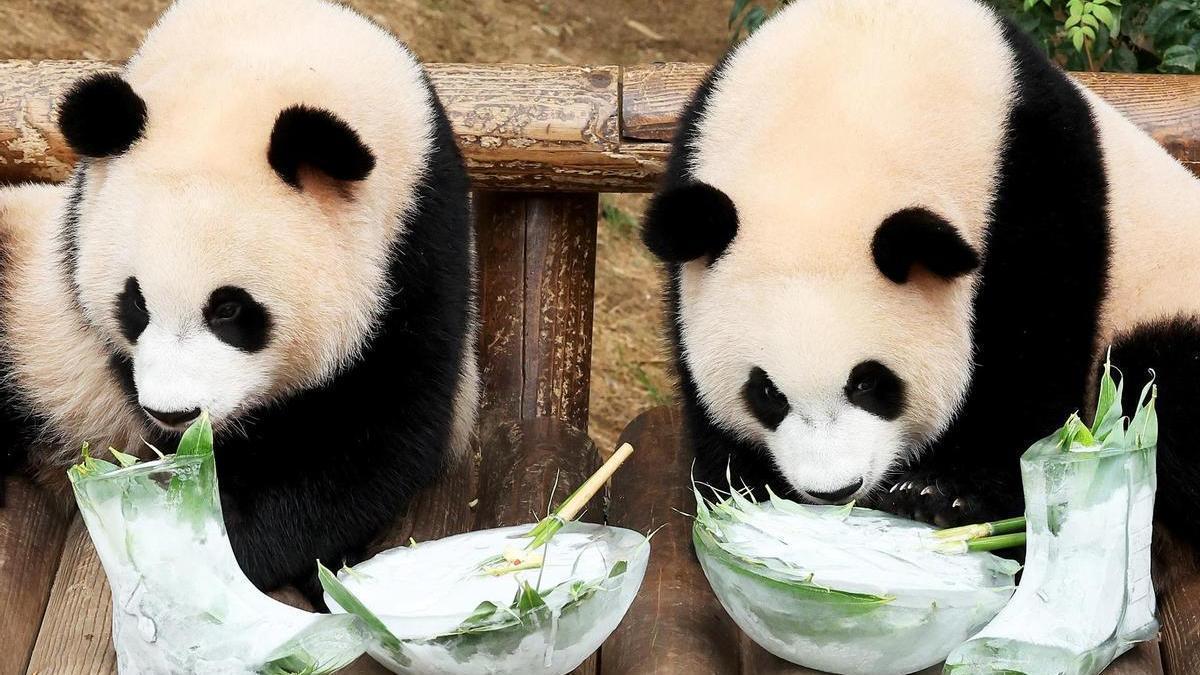 Dos bebés panda se refrescan comiendo bambú de botas y cuencos hechos de hielo en un zoo al sur de Seúl.