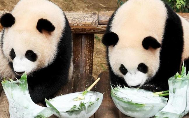 Dos bebés panda se refrescan comiendo bambú de botas y cuencos hechos de hielo en un zoo al sur de Seúl. / EFE Dos bebés panda se refrescan comiendo bambú de botas y cuencos hechos de hielo en un zoo al sur de Seúl.