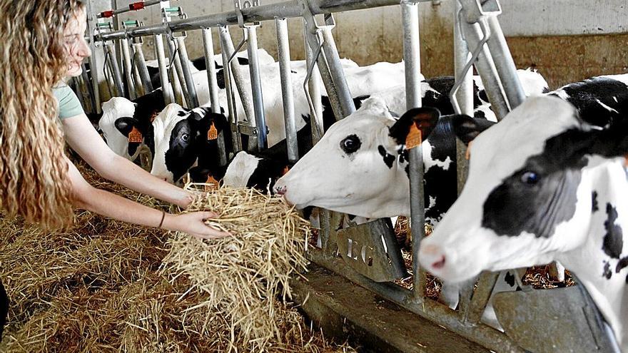 Una mujer da de comer a las vacas en una explotación ganadera en Araba .