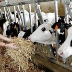 Una mujer da de comer a las vacas en una explotación ganadera en Araba .