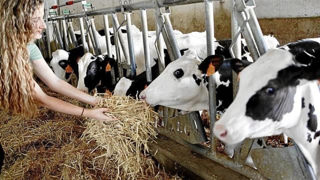 Una mujer da de comer a las vacas en una explotación ganadera en Araba . Una mujer da de comer a las vacas en una explotación ganadera en Araba .