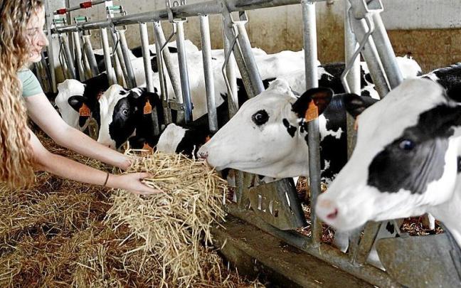 Una mujer da de comer a las vacas en una explotación ganadera en Araba . Una mujer da de comer a las vacas en una explotación ganadera en Araba .