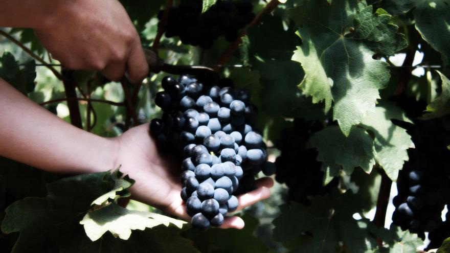 Vendimia de un racimo en una viña navarra | Imagen: DNN
