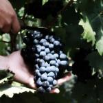 Vendimia de un racimo en una viña navarra | Imagen: DNN