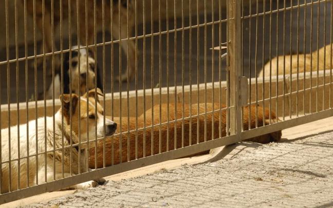 Imagen de archivo de una protectora