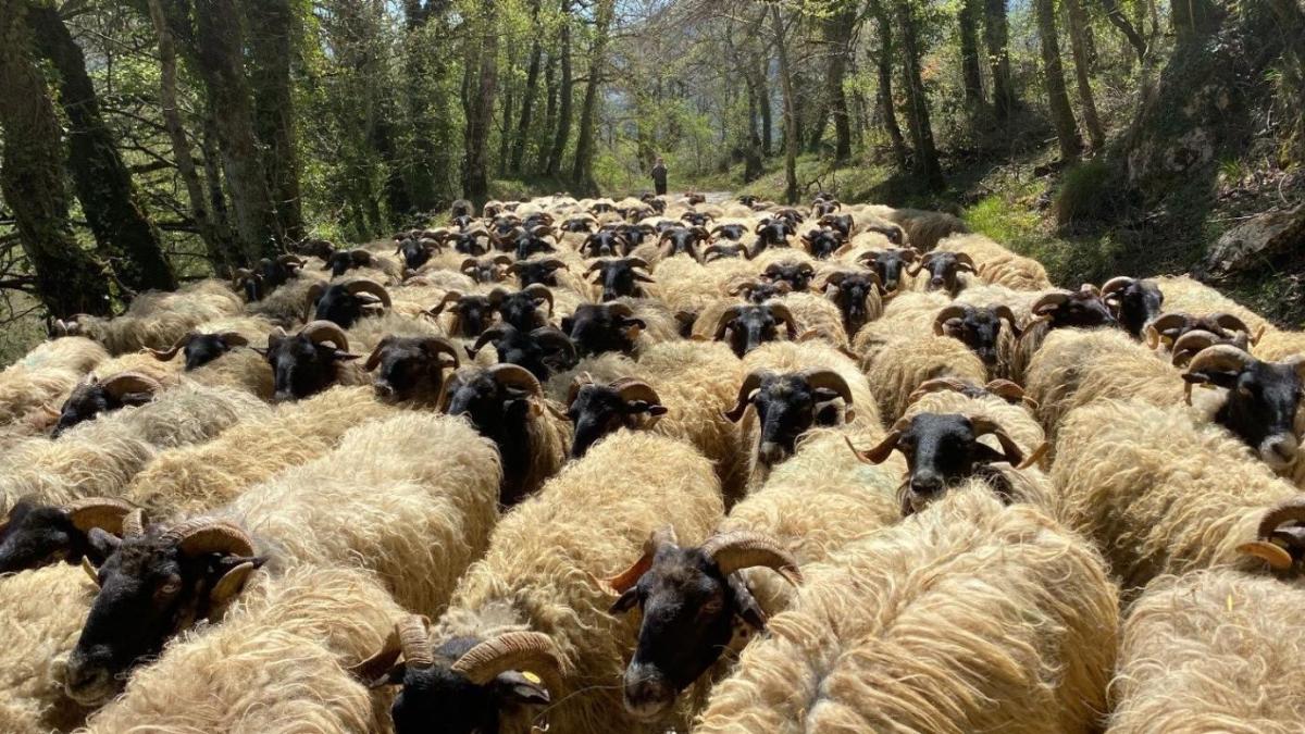 Rebaño de ovejas en Améscoa. Foto: visitnavarra.es