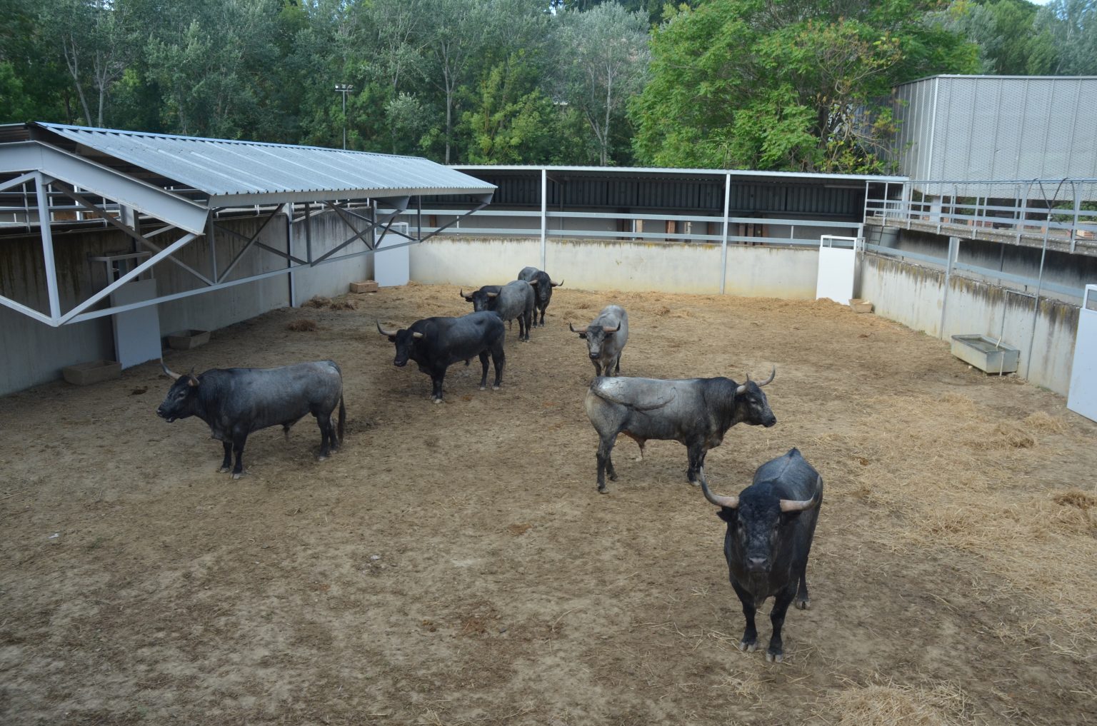 Los toros de José Escolar en los Corralillos del Gas. Los toros de José Escolar en los Corralillos del Gas. Foto: Feria del Toro