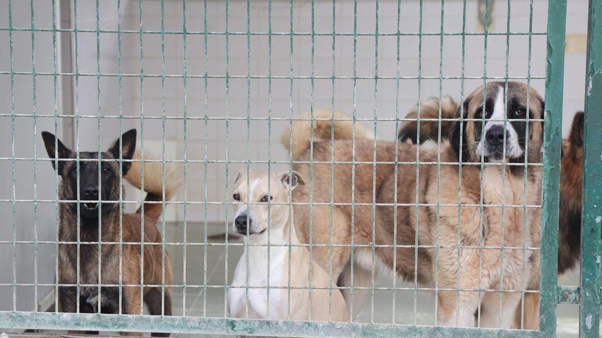 Un Malinois, un mestizo y un mastín comparten techo Zuhaitz-Pe