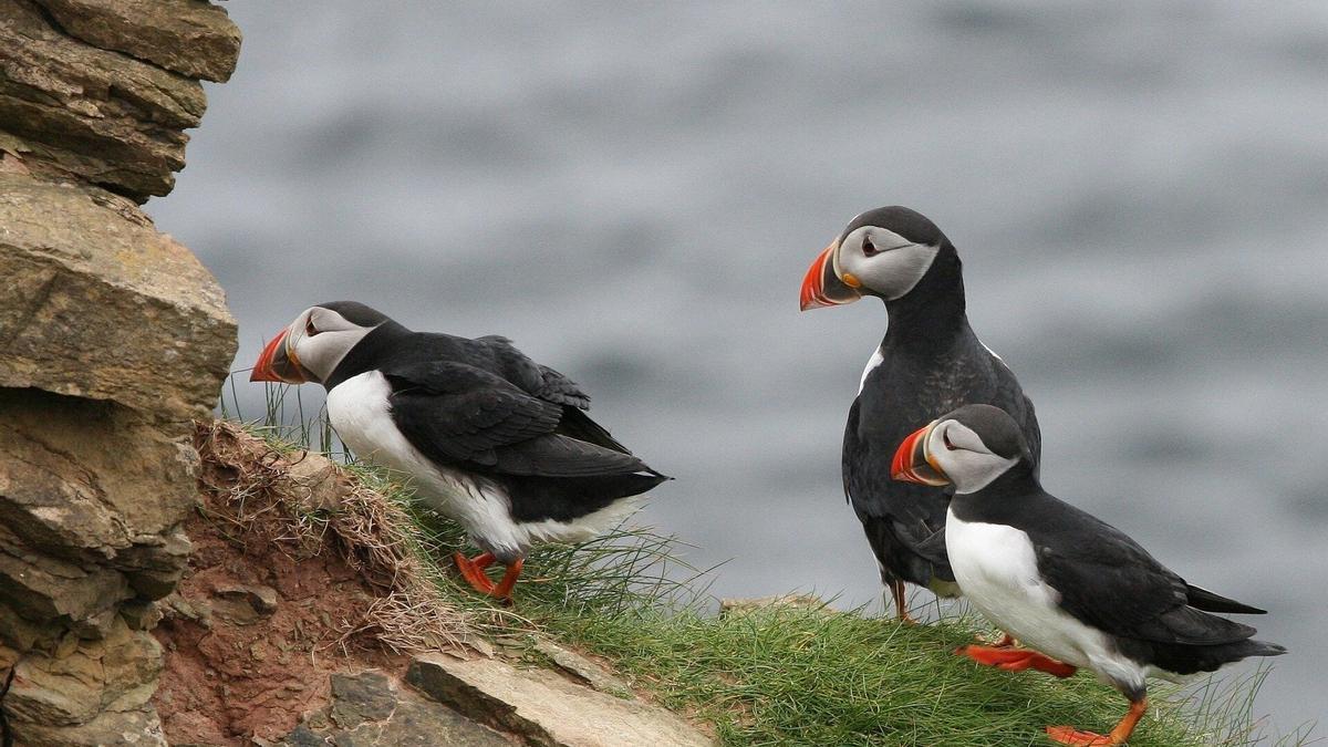 Frailecillos en una imagen de archivo