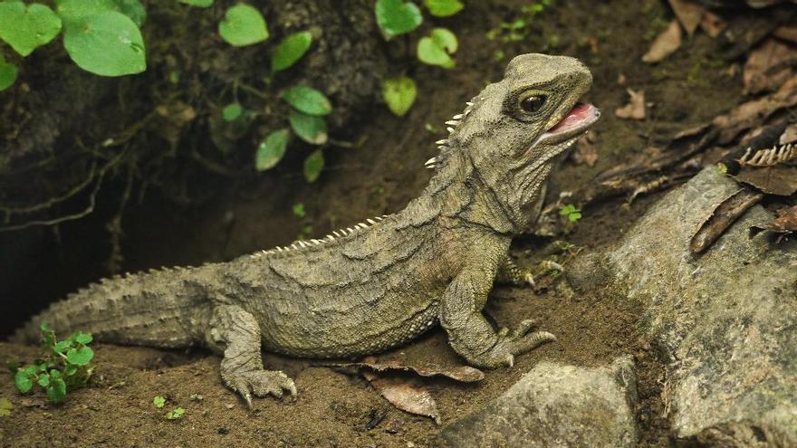Sphenodon