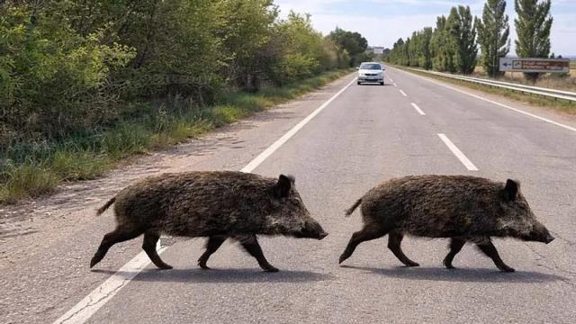Imagen de dos jabalíes cruzando por la carretera.