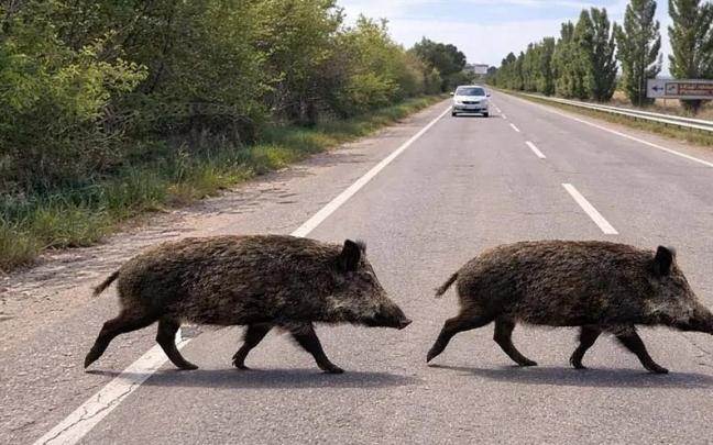 Imagen de dos jabalíes cruzando por la carretera.