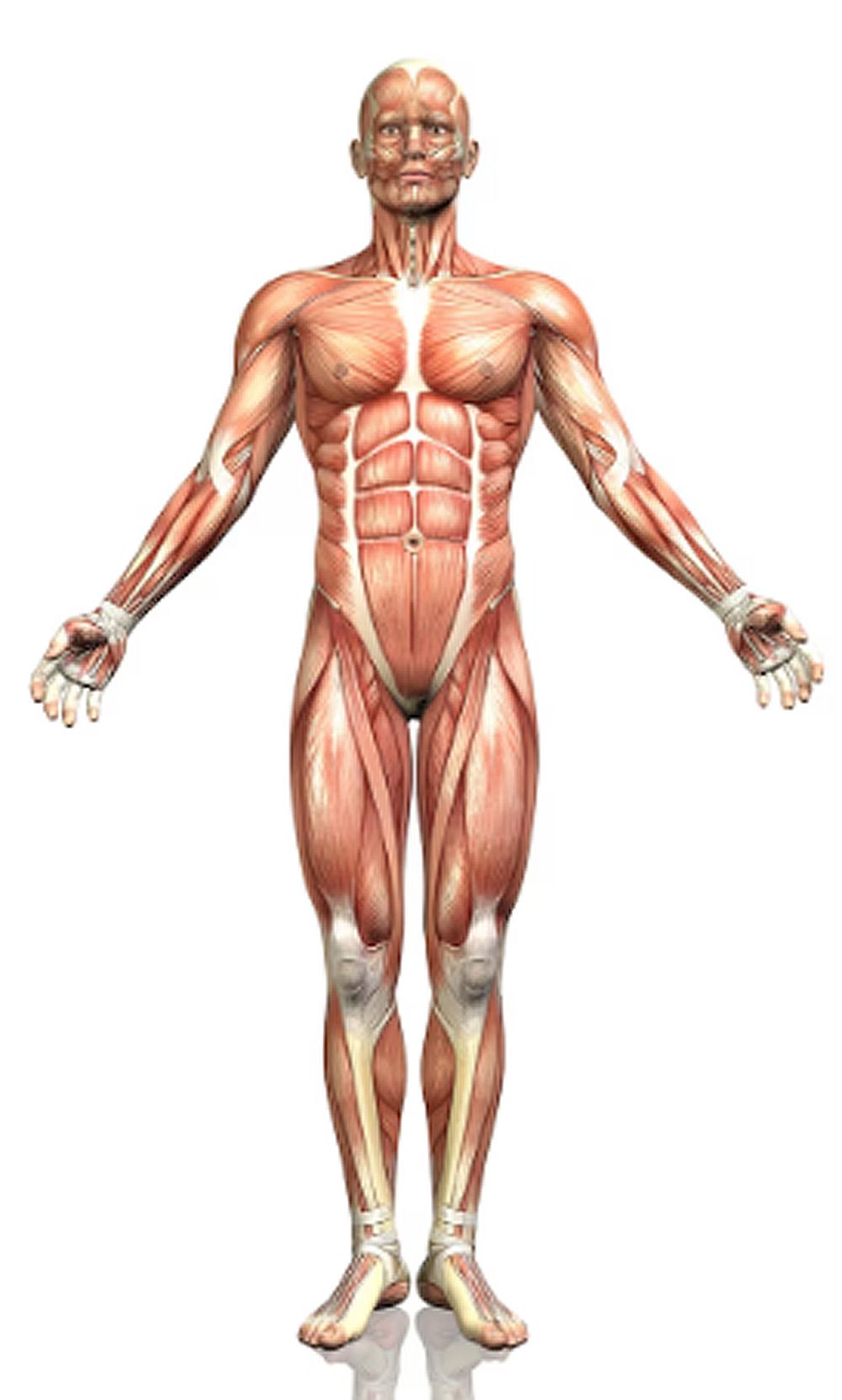 Un estudio con un colorante alimentario podría hacer que la piel fuera transparente.