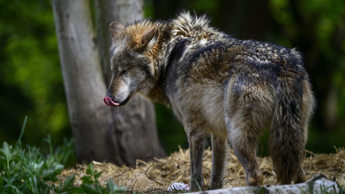 Imagen de archivo de un lobo.