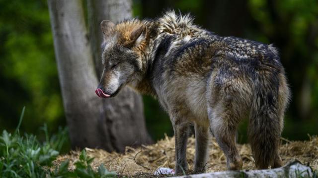 Imagen de archivo de un lobo.