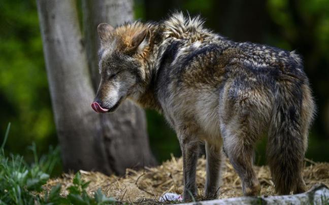Imagen de archivo de un lobo.
