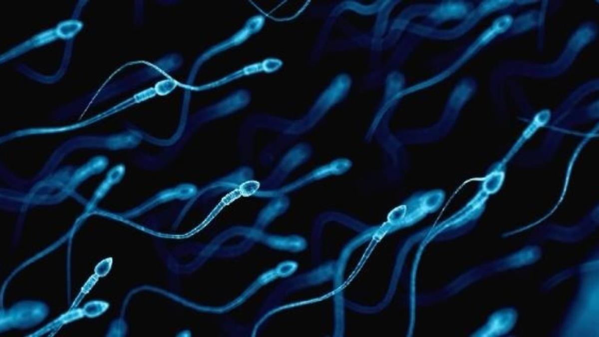 Espermatozoides en una imagen de archivo