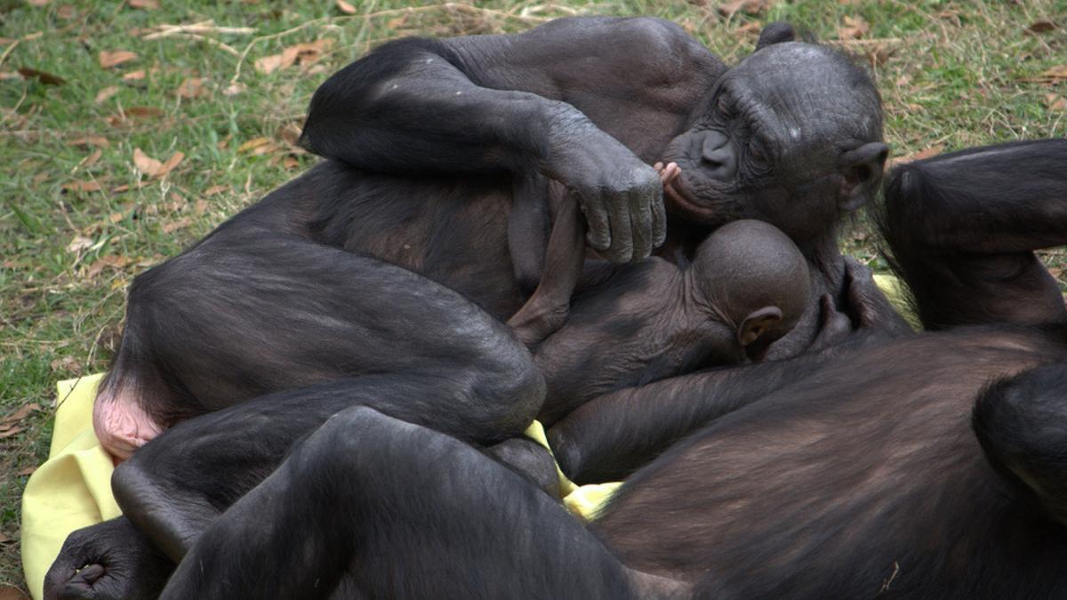 Una hembra de bonobo besa a su cría, un ejemplo del contacto boca a boca observado entre los grandes simios.