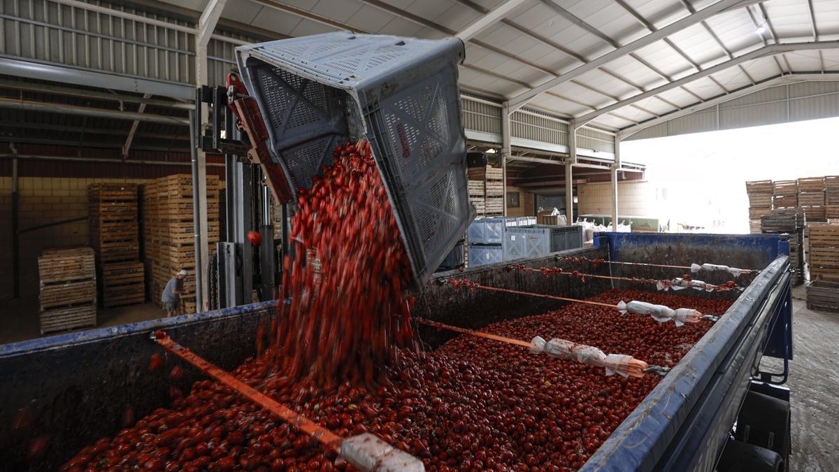Un camión cargado de tomates en Buñol.