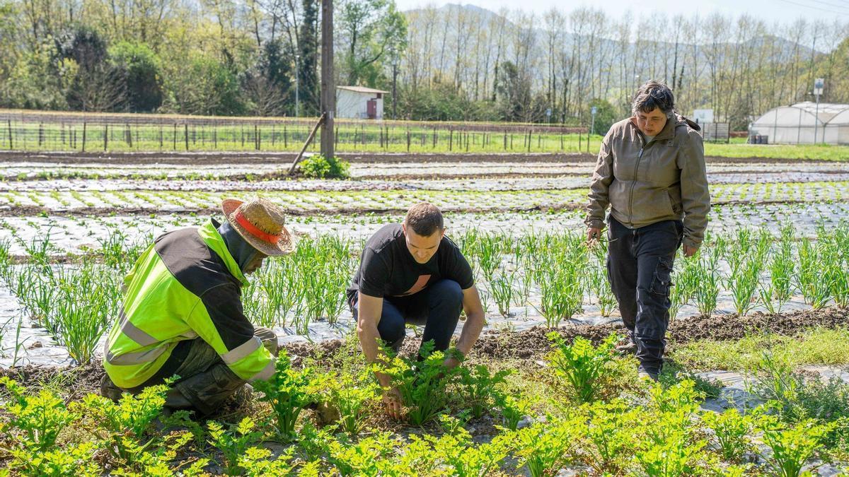 Varias personas trabajando en unas huertas