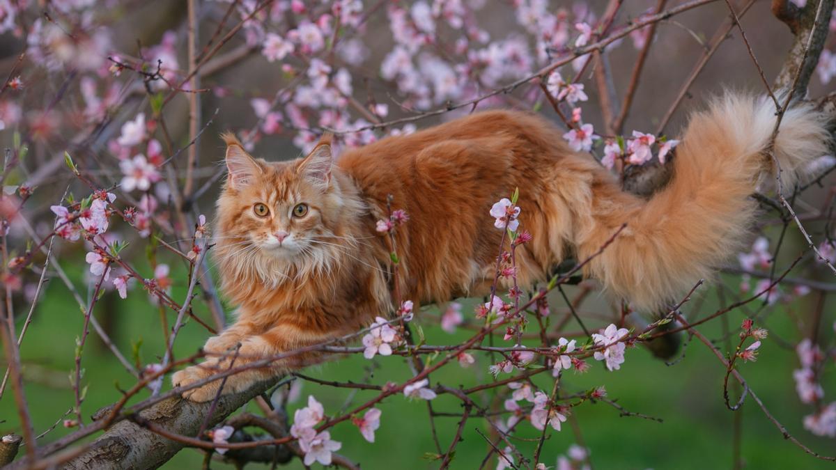 Un gato explora un árbol recién florecido.