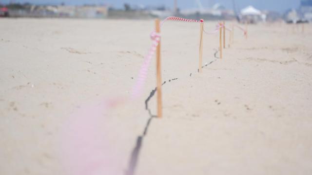 Zona acordonada durante las labores de limpieza en la playa del Saler.