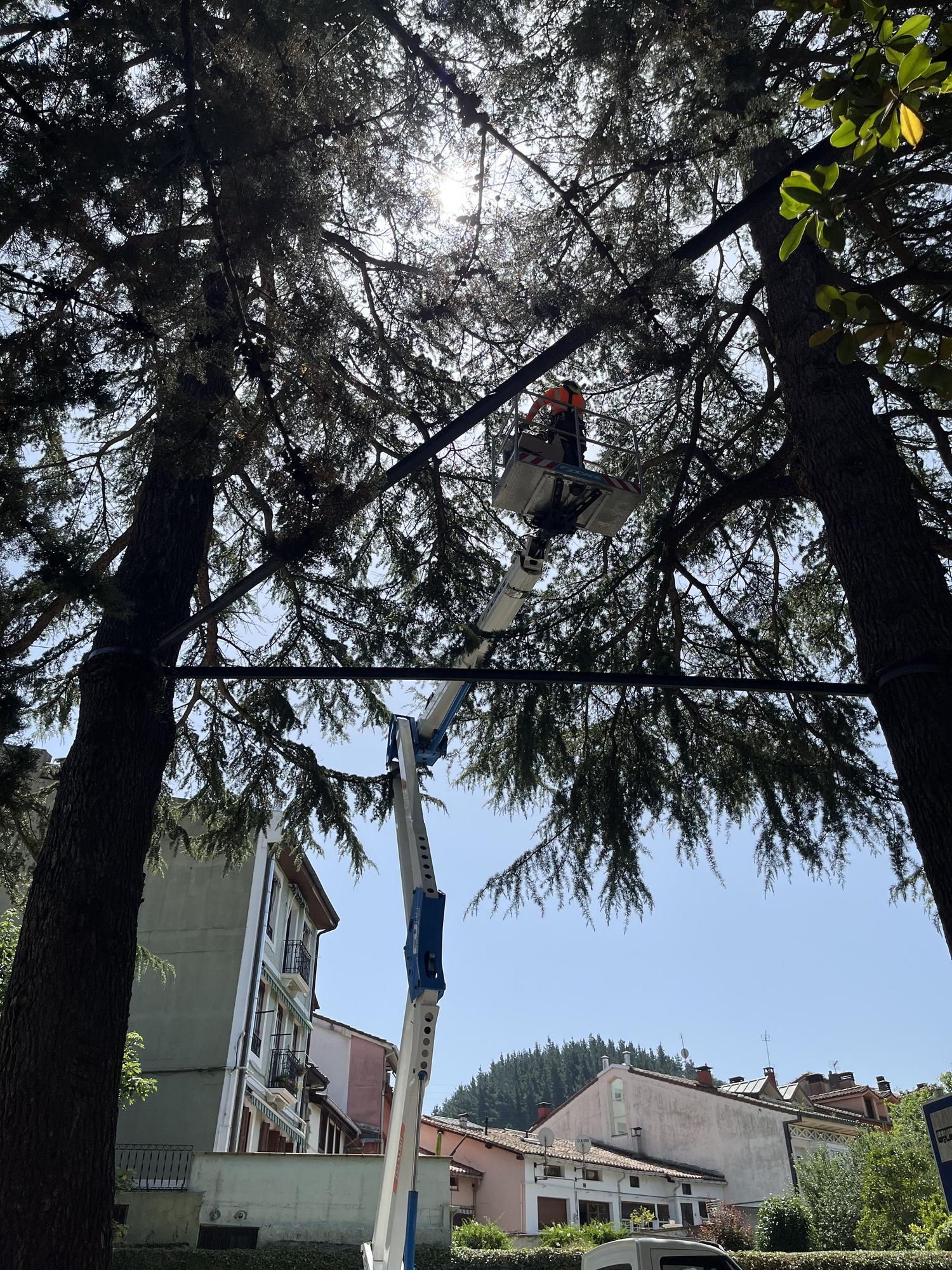 Operarios en las labores de poda de algunos árboles identificados con riesgo de causar daños.