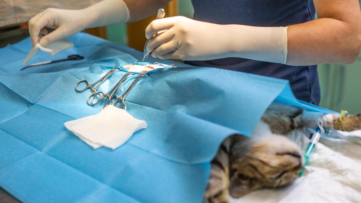 Una veterinaria practica una operación a un gato.