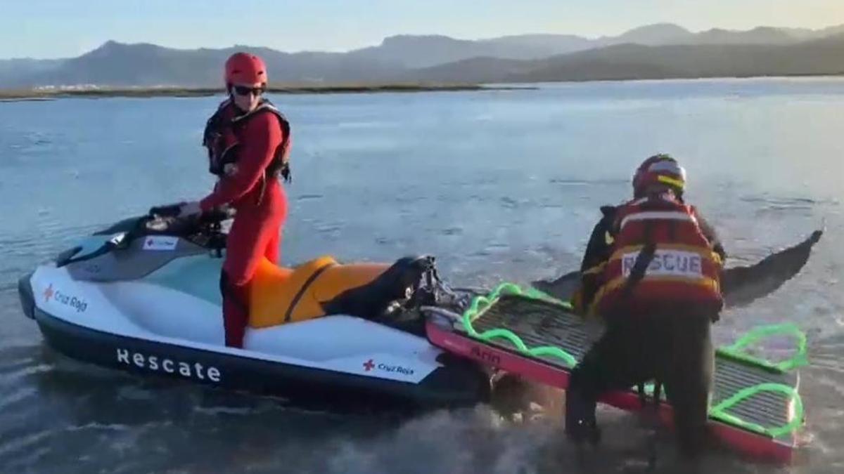 Así ha sido el rescate de dos crías de delfín varadas en Santoña