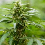 Una planta de cannabis.