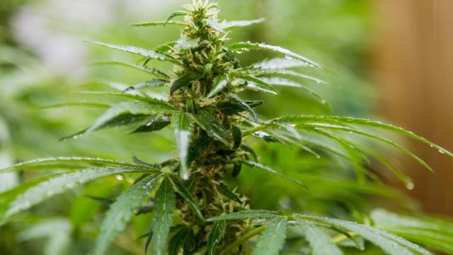 Una planta de cannabis.