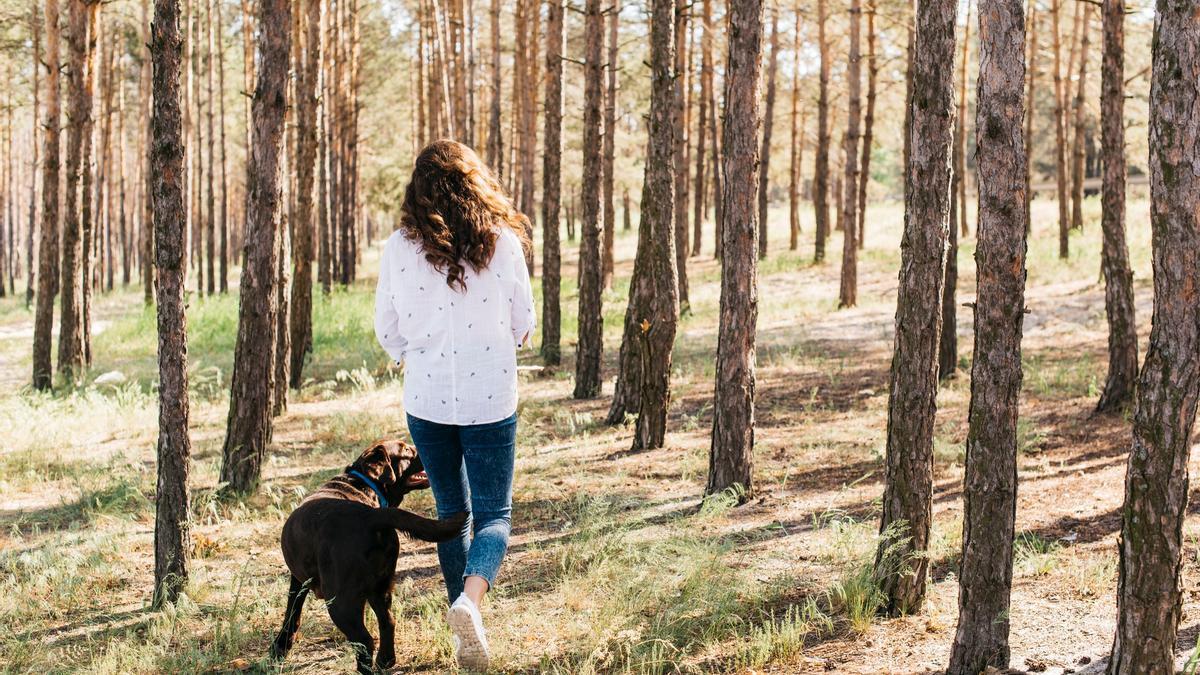 Una mujer y su perro pasean por un pinar.