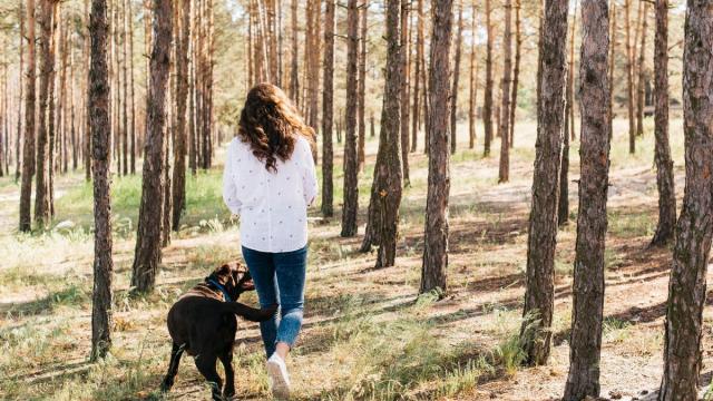 Una mujer y su perro pasean por un pinar.
