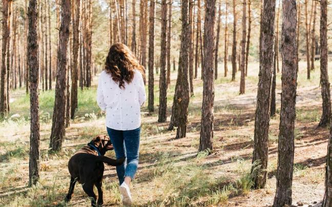 Una mujer y su perro pasean por un pinar.