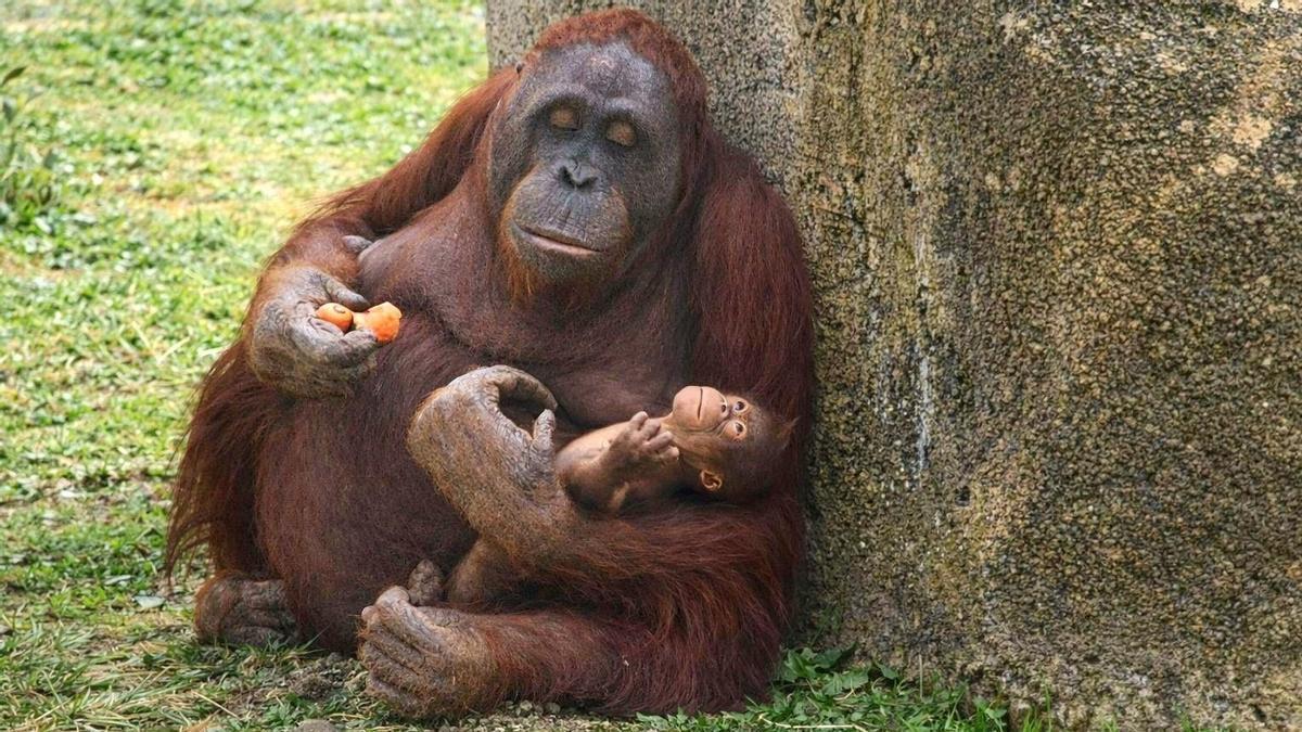 Nace un orangután de Borneo en Zoo Aquarium de Madrid.