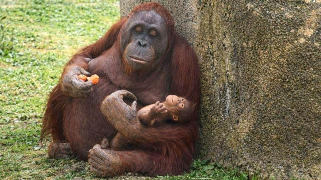 Nace un orangután de Borneo en Zoo Aquarium de Madrid.
