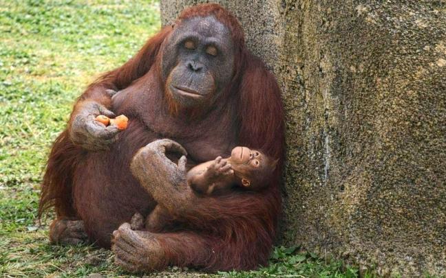 Nace un orangután de Borneo en Zoo Aquarium de Madrid.