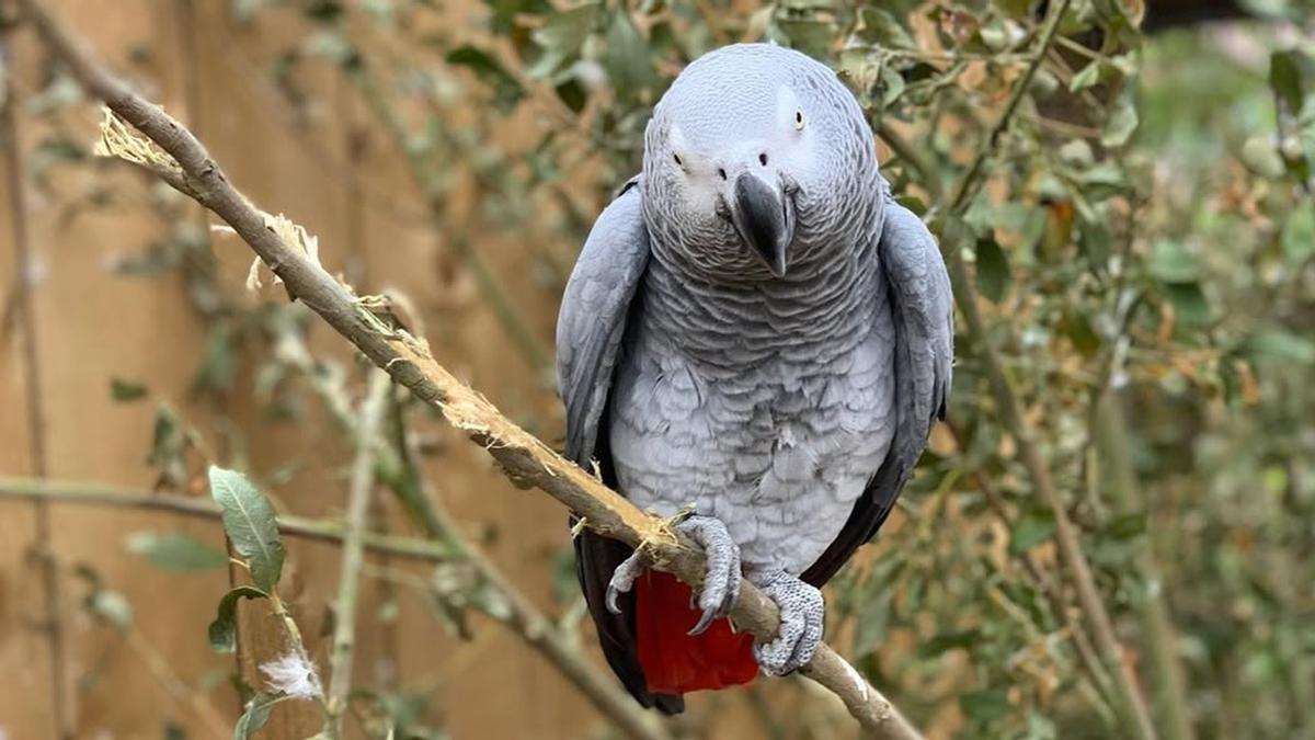 Un loro gris africano del parque.