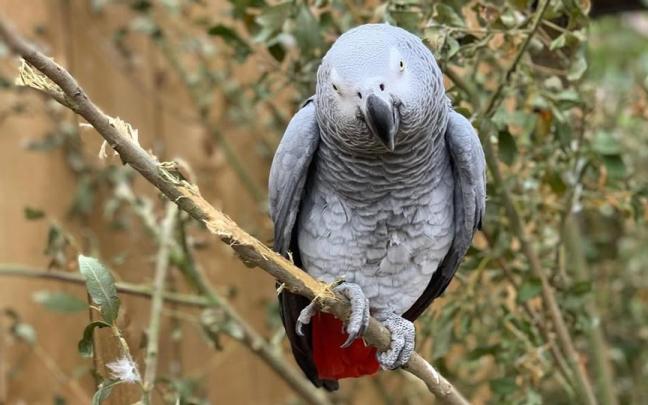 Un loro gris africano del parque.