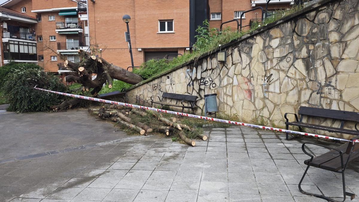 El árbol que será retirado