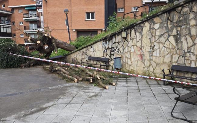 El árbol que será retirado