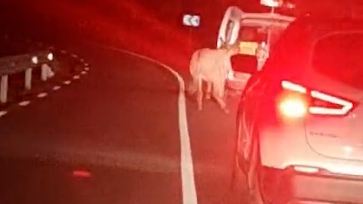 Denunciado un conductor por atar un burro a su coche y arrastrarlo por una carretera
