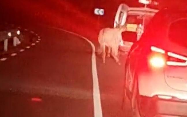 Denunciado un conductor por atar un burro a su coche y arrastrarlo por una carretera