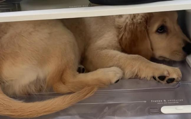 Margot, dentro de la nevera.