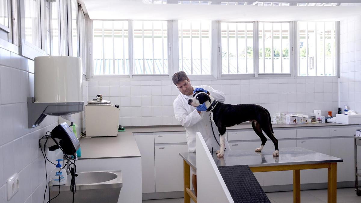 El Centro de Atención de Animales facilitó un nuevo hogar a más de 100 perros y gatos durante 2022